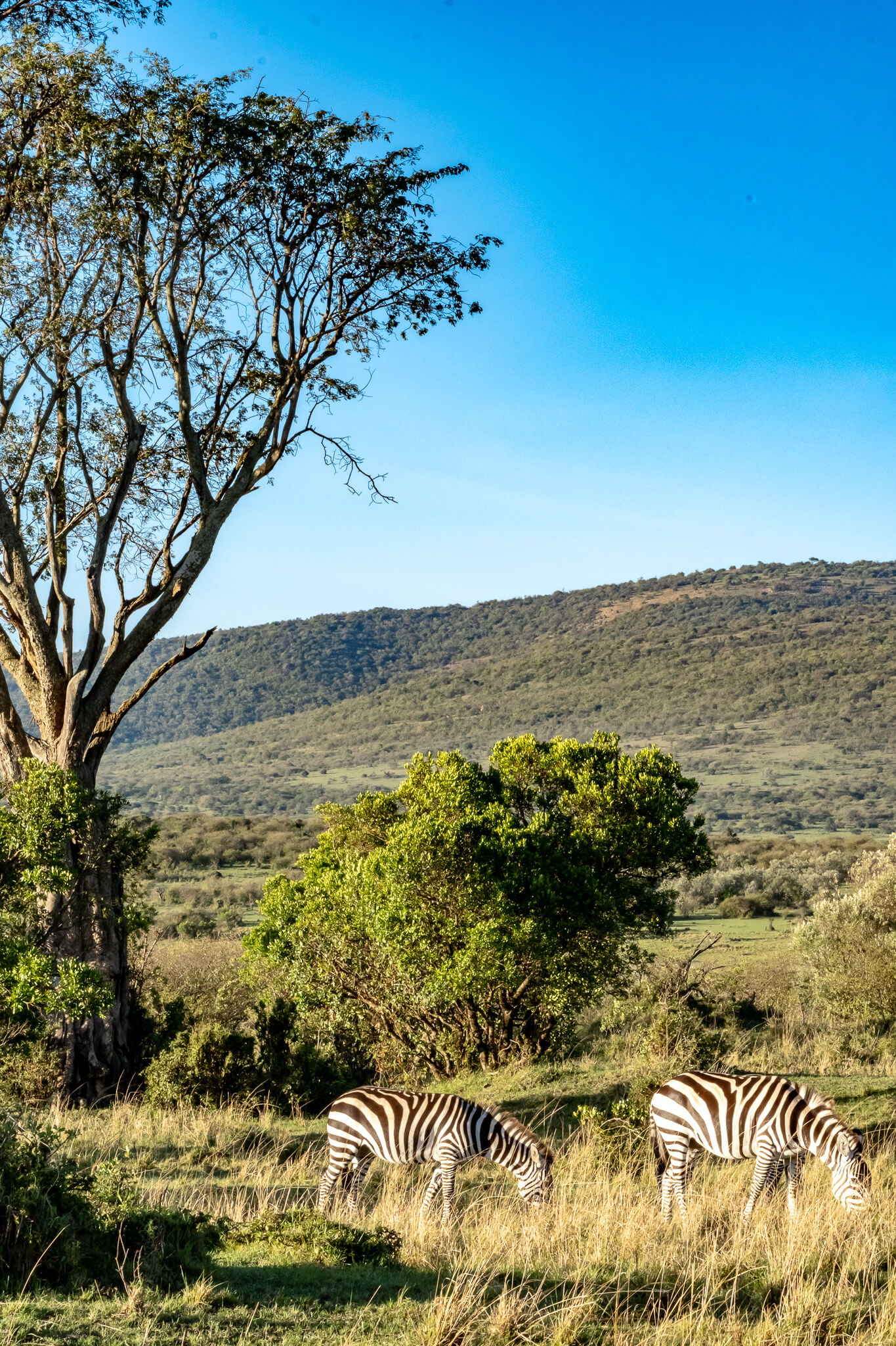 Zebras in der Masai Mara Zebras in der Masai Mara