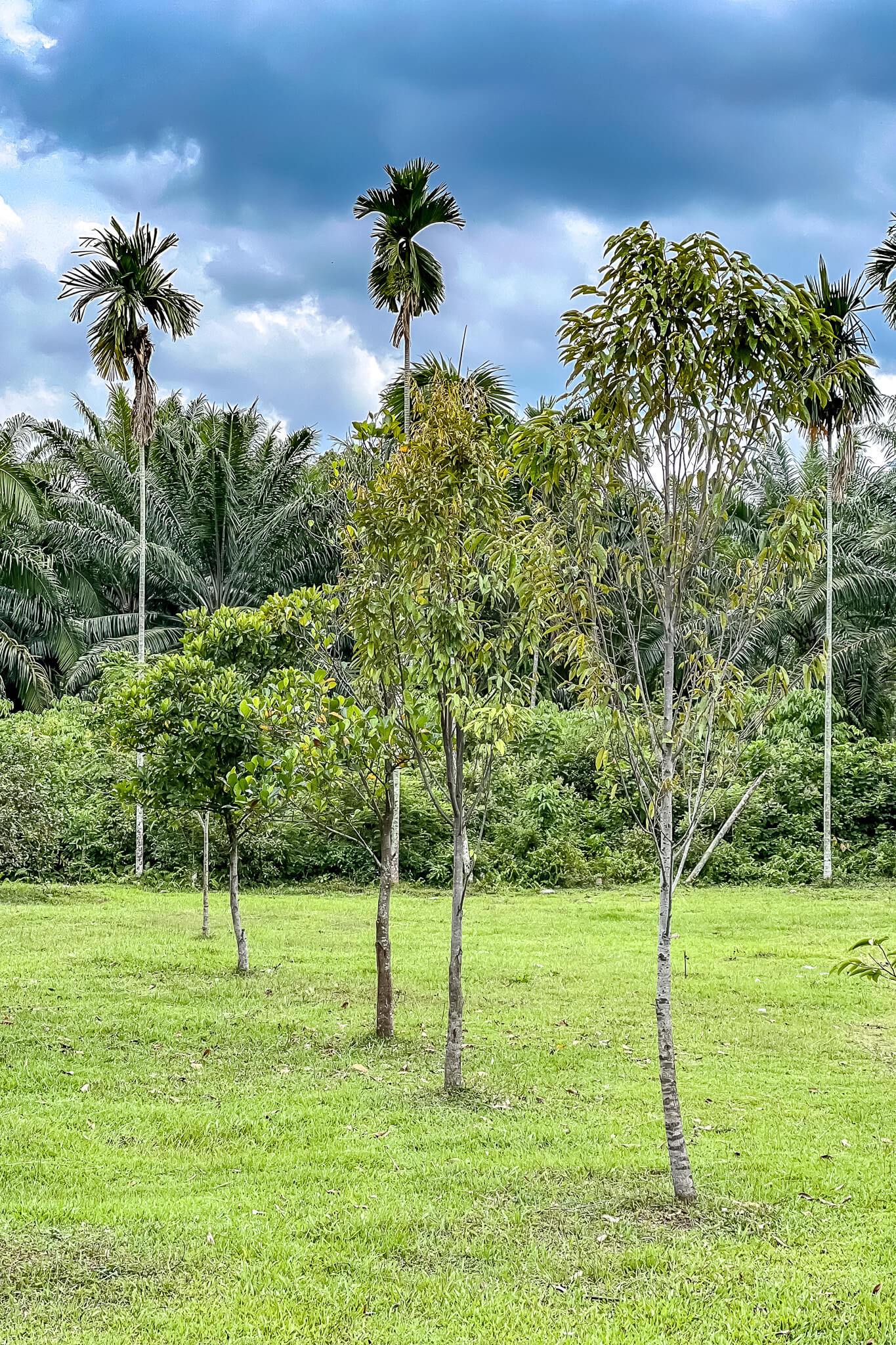 Bei Project Wings Bei Project Wings