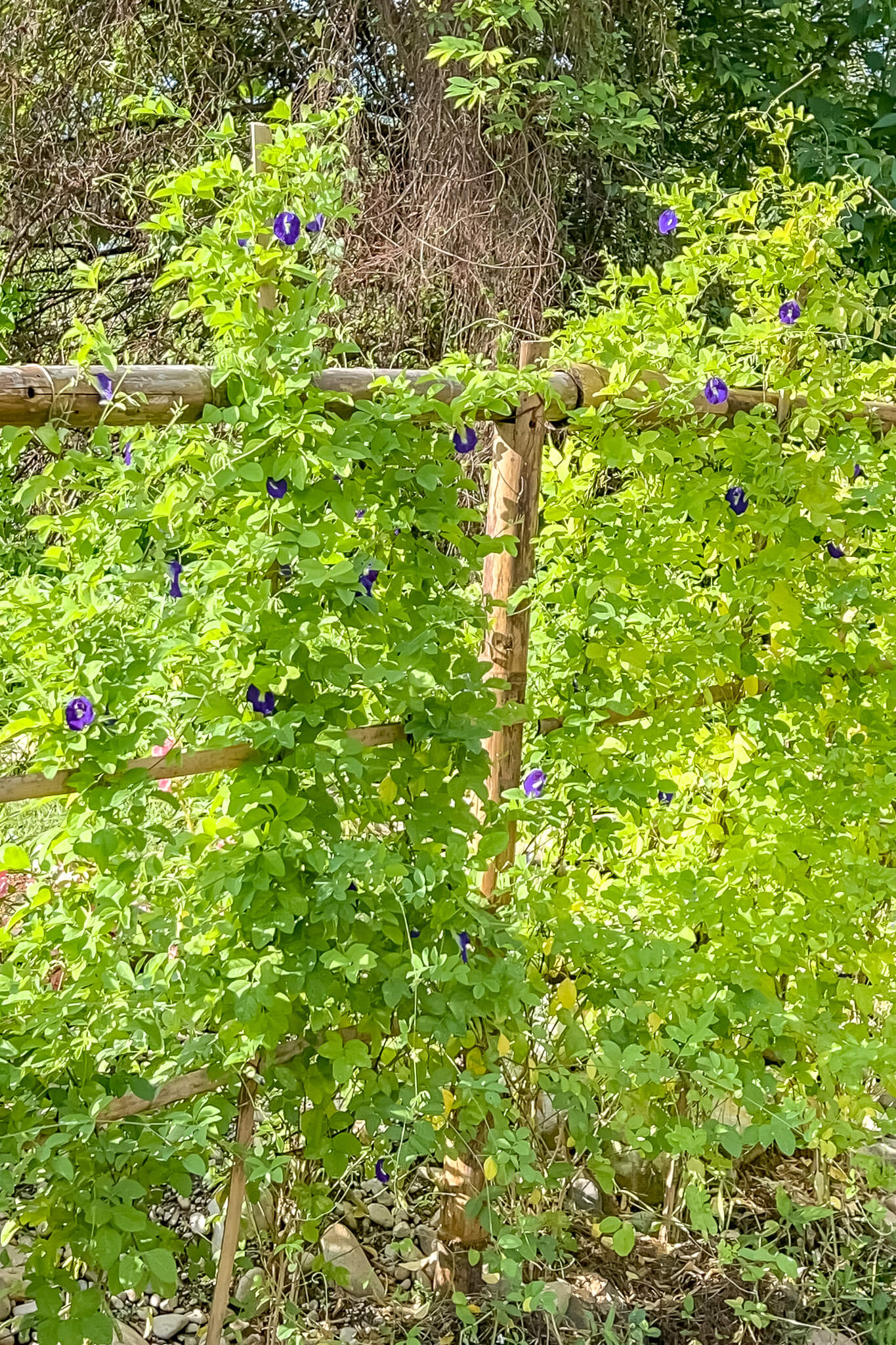 Butterfly Pea Butterfly Pea