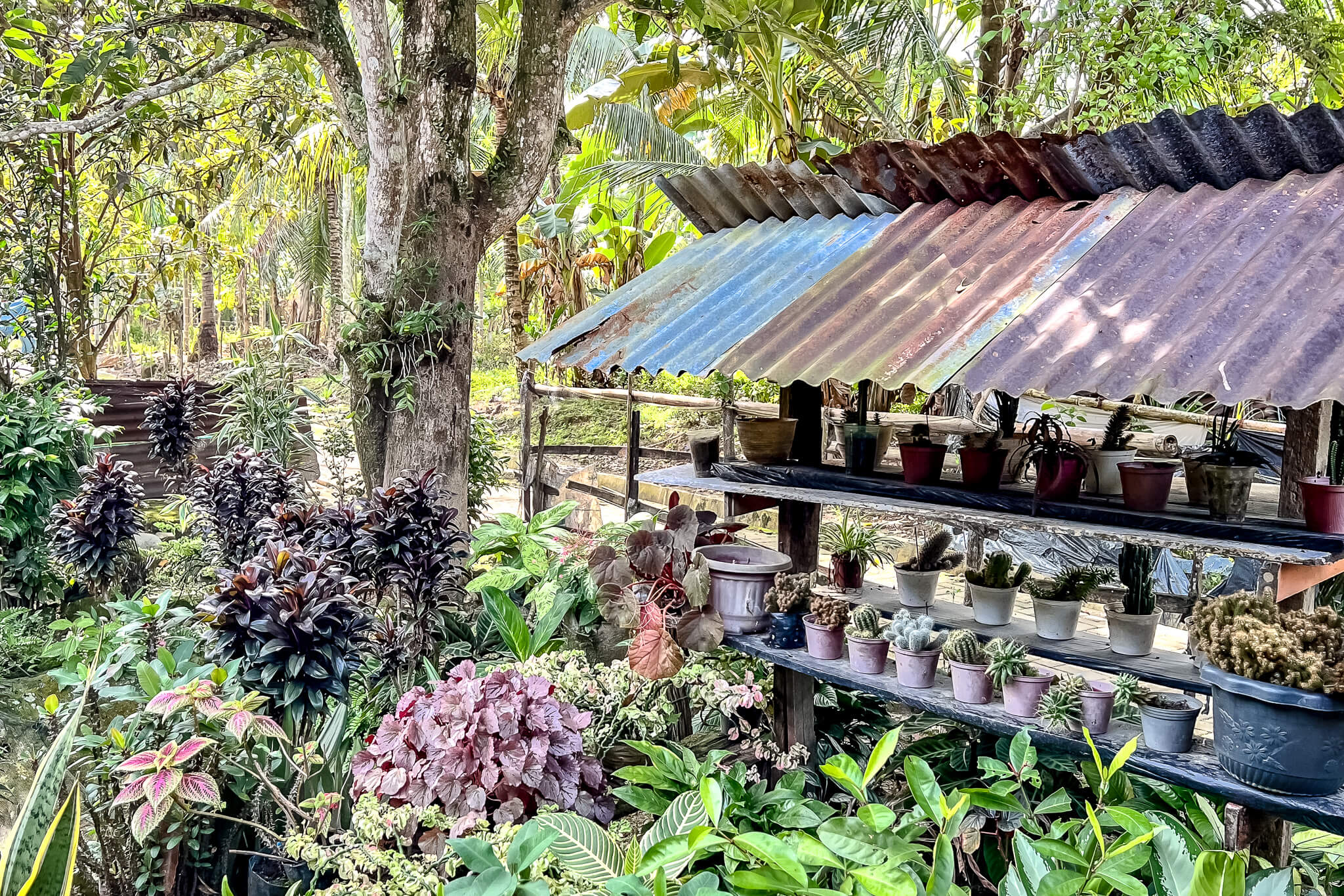 Umwelt- und Tierschutz in Sumatra mit Project Wings 4 Ein Garten aus der Women Group