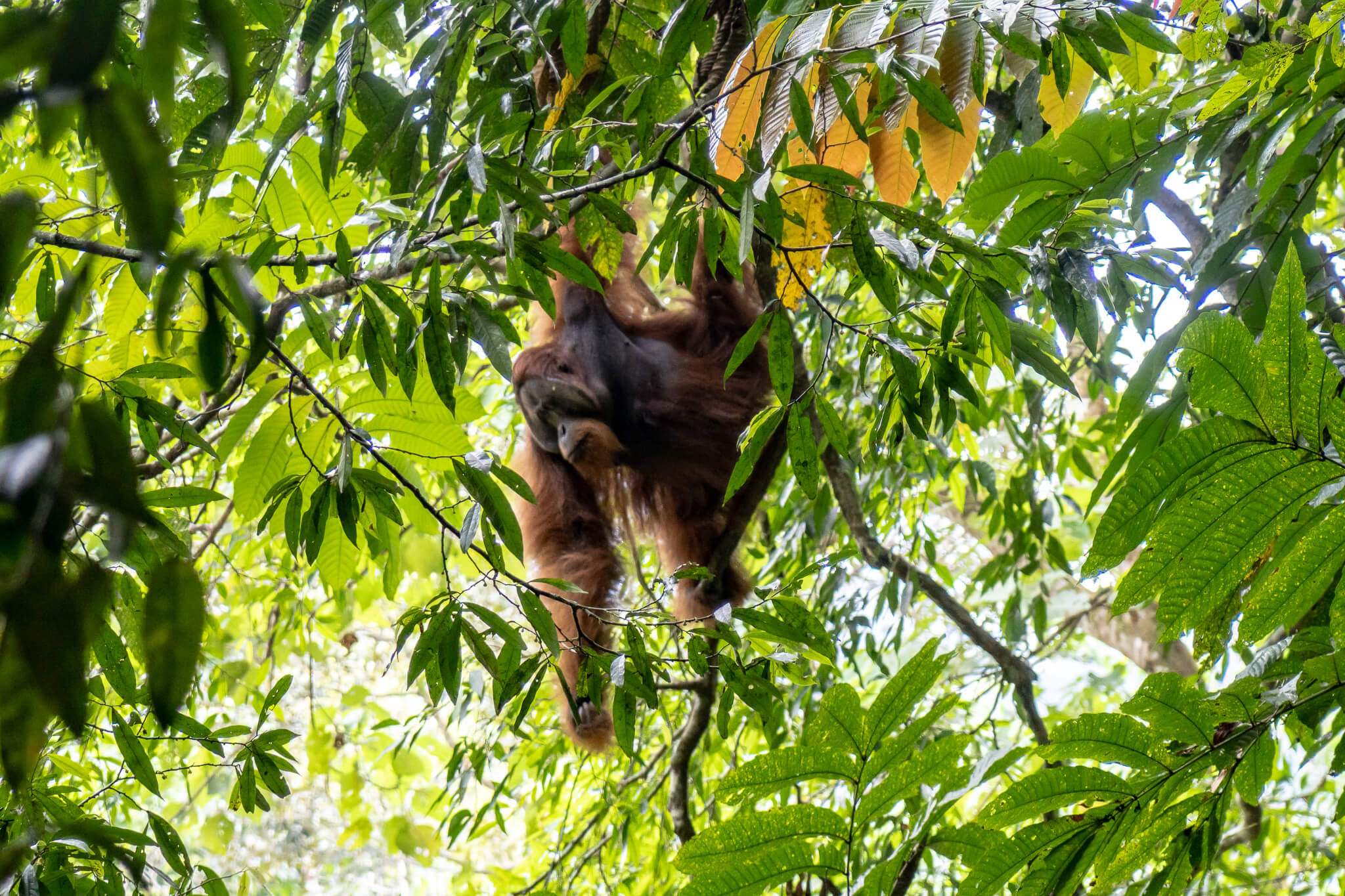 Umwelt- und Tierschutz in Sumatra mit Project Wings 7 Ein Orang Utan im Regenwald