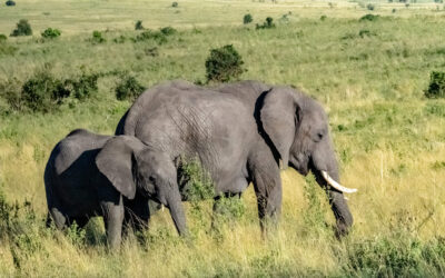 Kenia Rundreise – 10 Tage zwischen Safari & Strand