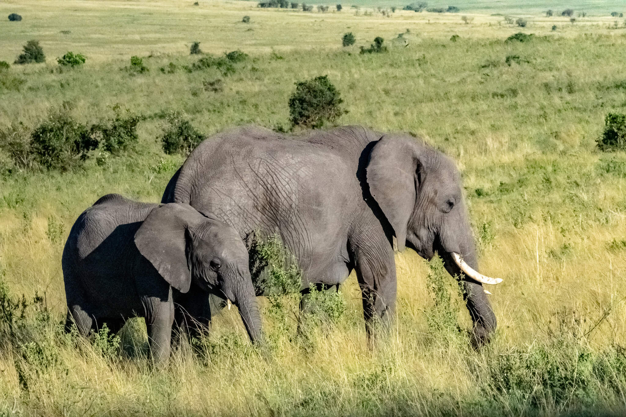 Elefanten in der Masai Mara