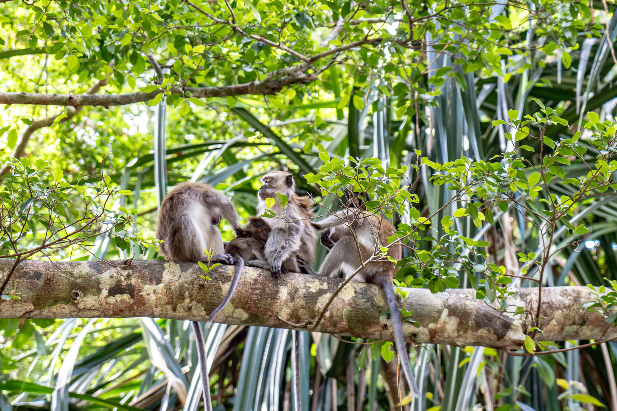 Affen im botanischen Garten von Penang