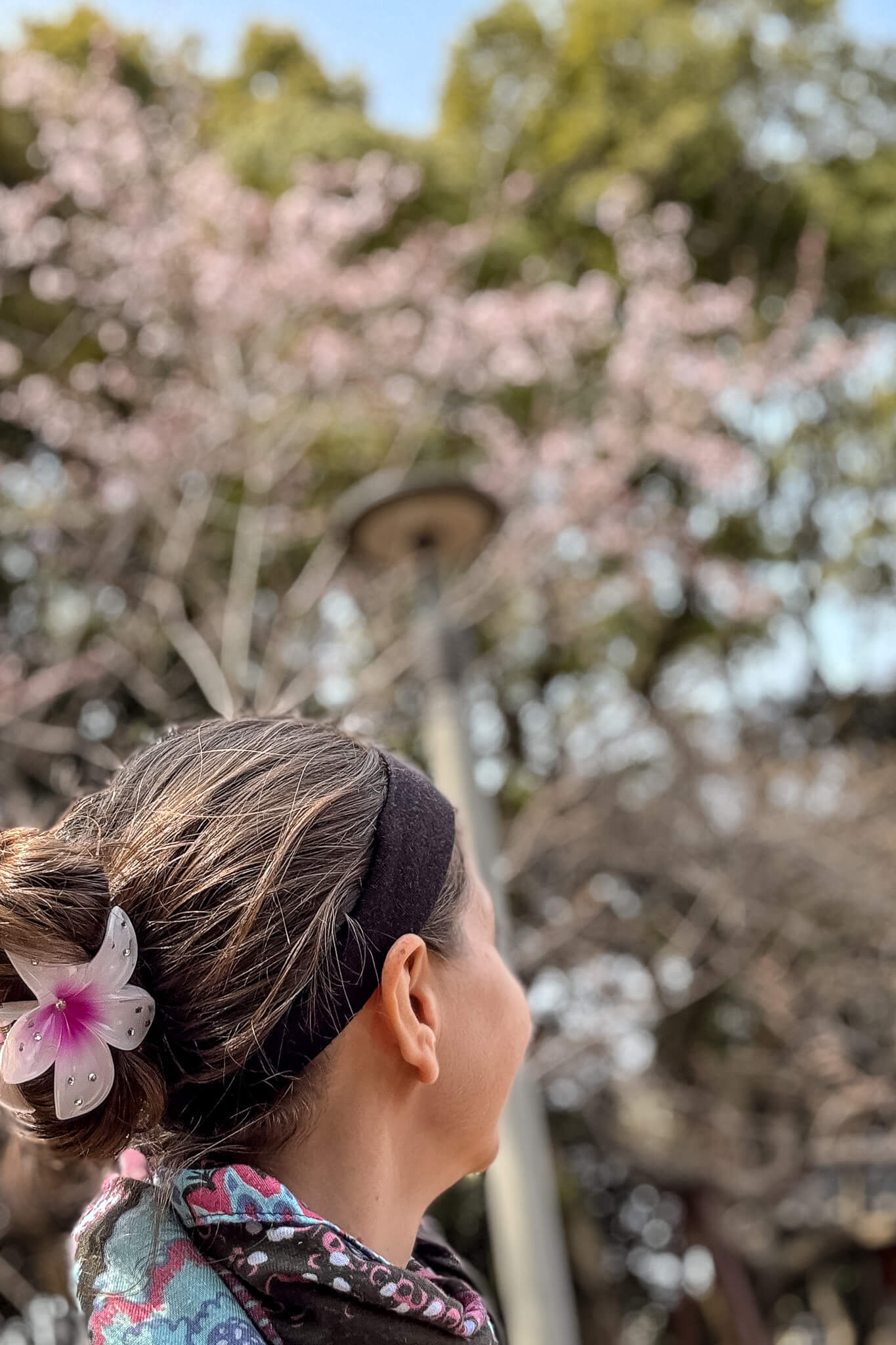 Barbara bei den Kirschblüten in Jeju Barbara bei den Kirschblüten in Jeju