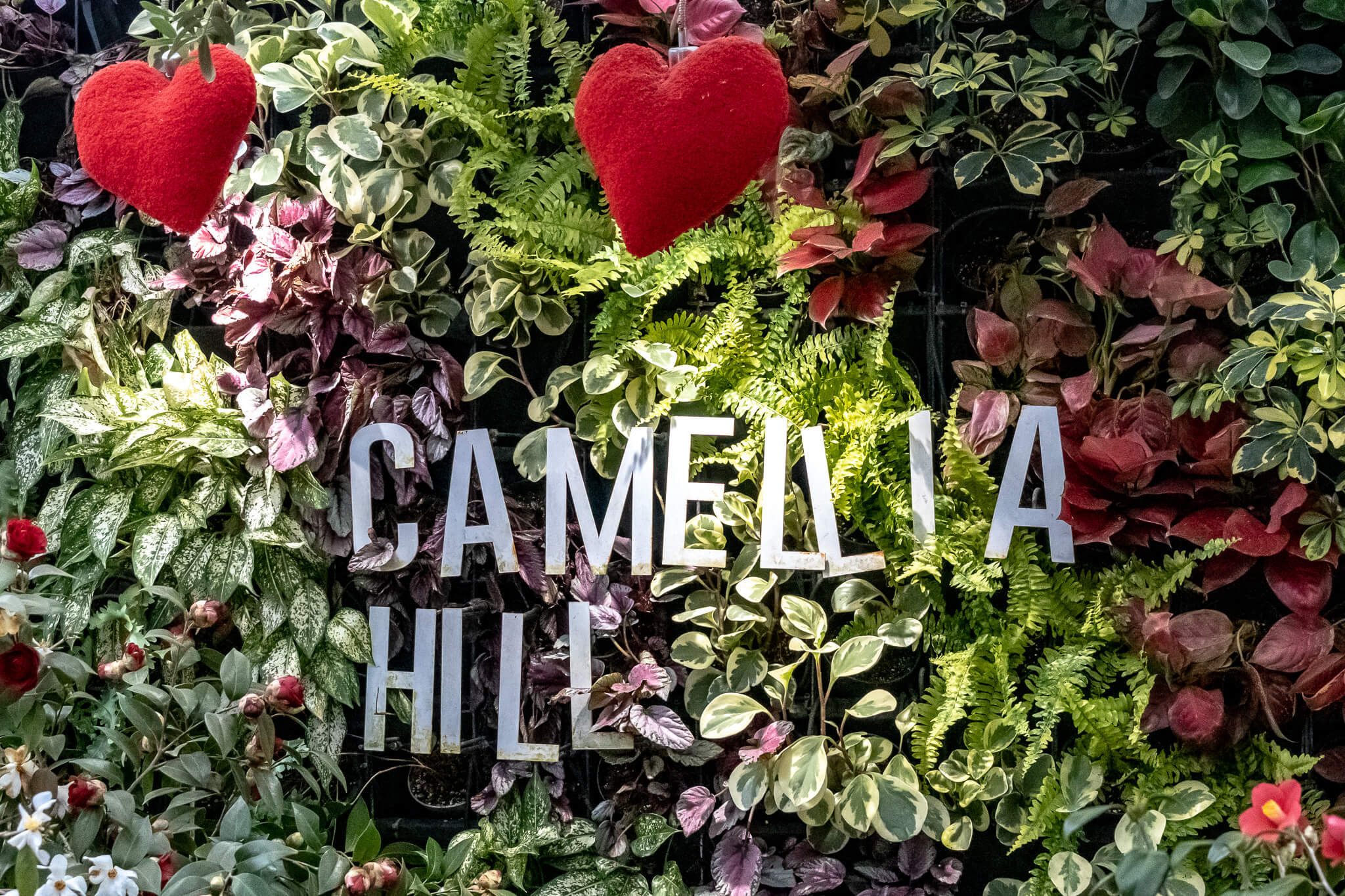 Jeju Island: 7 Highlights zwischen Vulkaninsel & Kirschblüte 17 Camellia Hill Zeichen