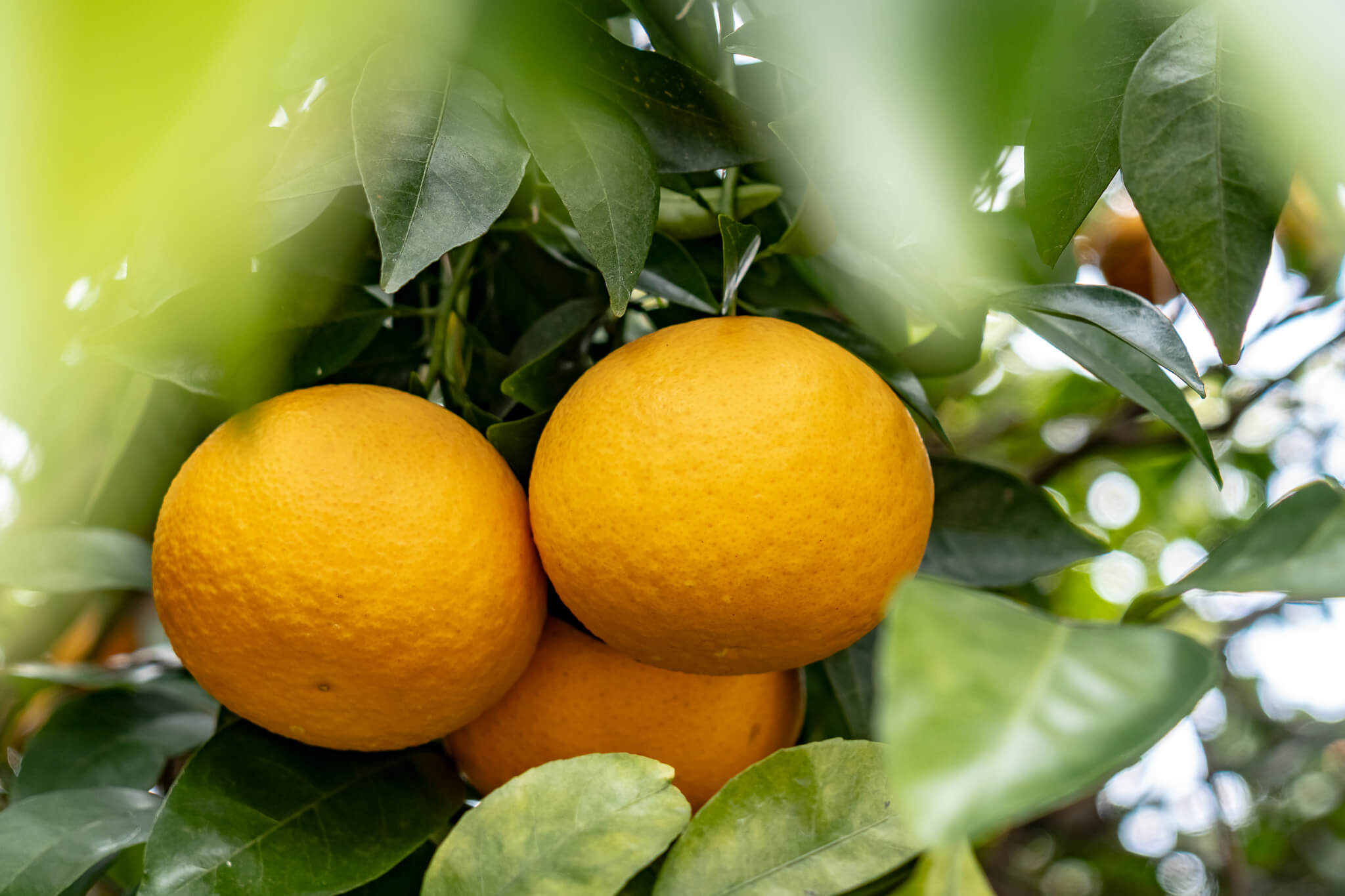 Jeju Island: 7 Highlights zwischen Vulkaninsel & Kirschblüte 25 Die Jeju Mandarine