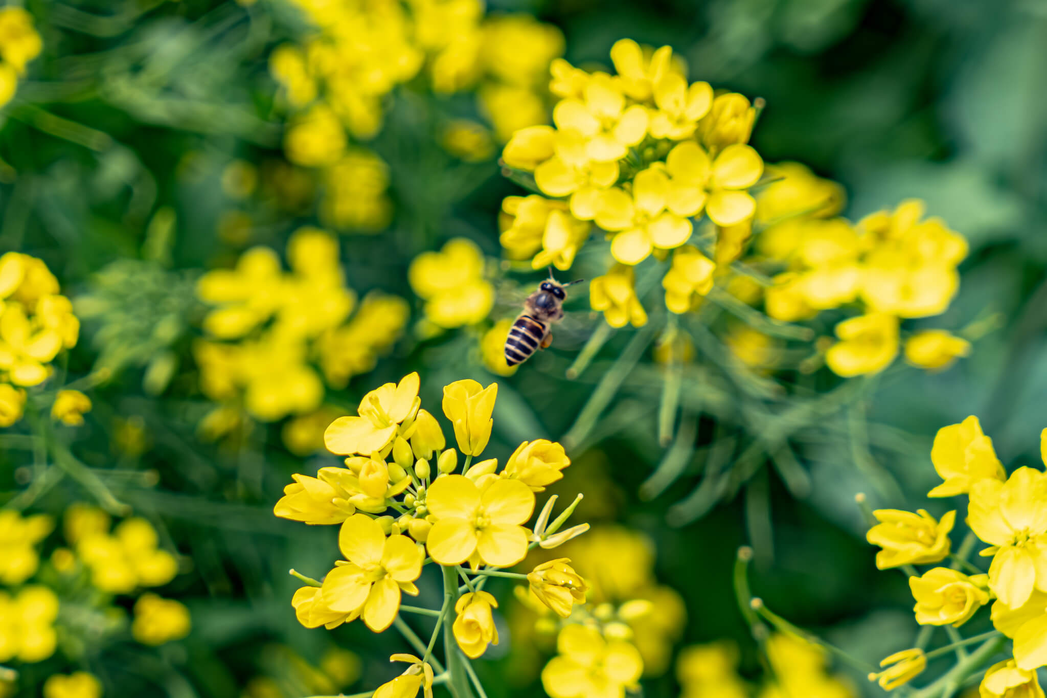 Jeju Island: 7 Highlights zwischen Vulkaninsel & Kirschblüte 29 Eine Biene im blühenden Raps
