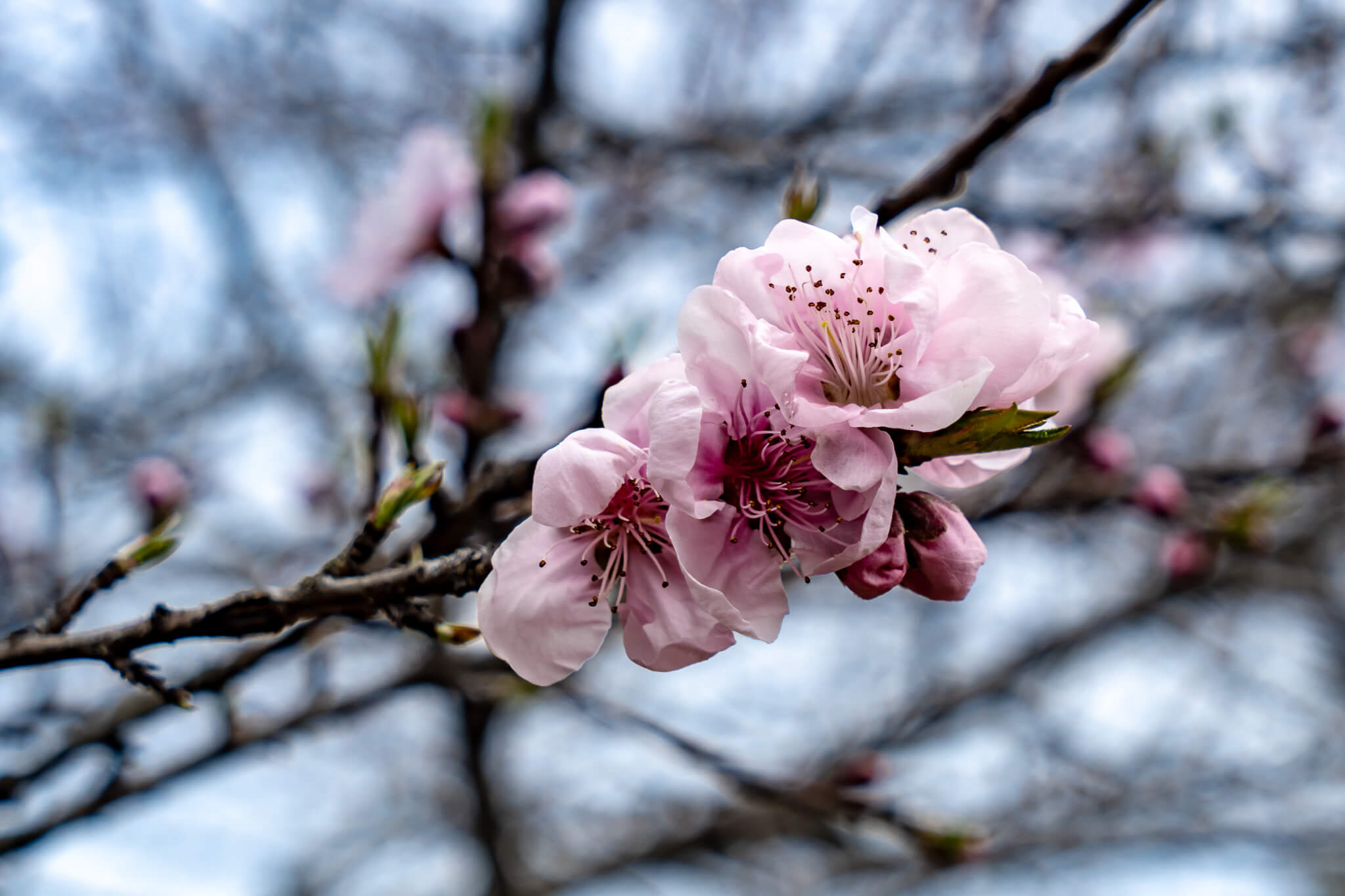 Jeju Island: 7 Highlights zwischen Vulkaninsel & Kirschblüte 12 Endlich Kirschblüten entdeckt