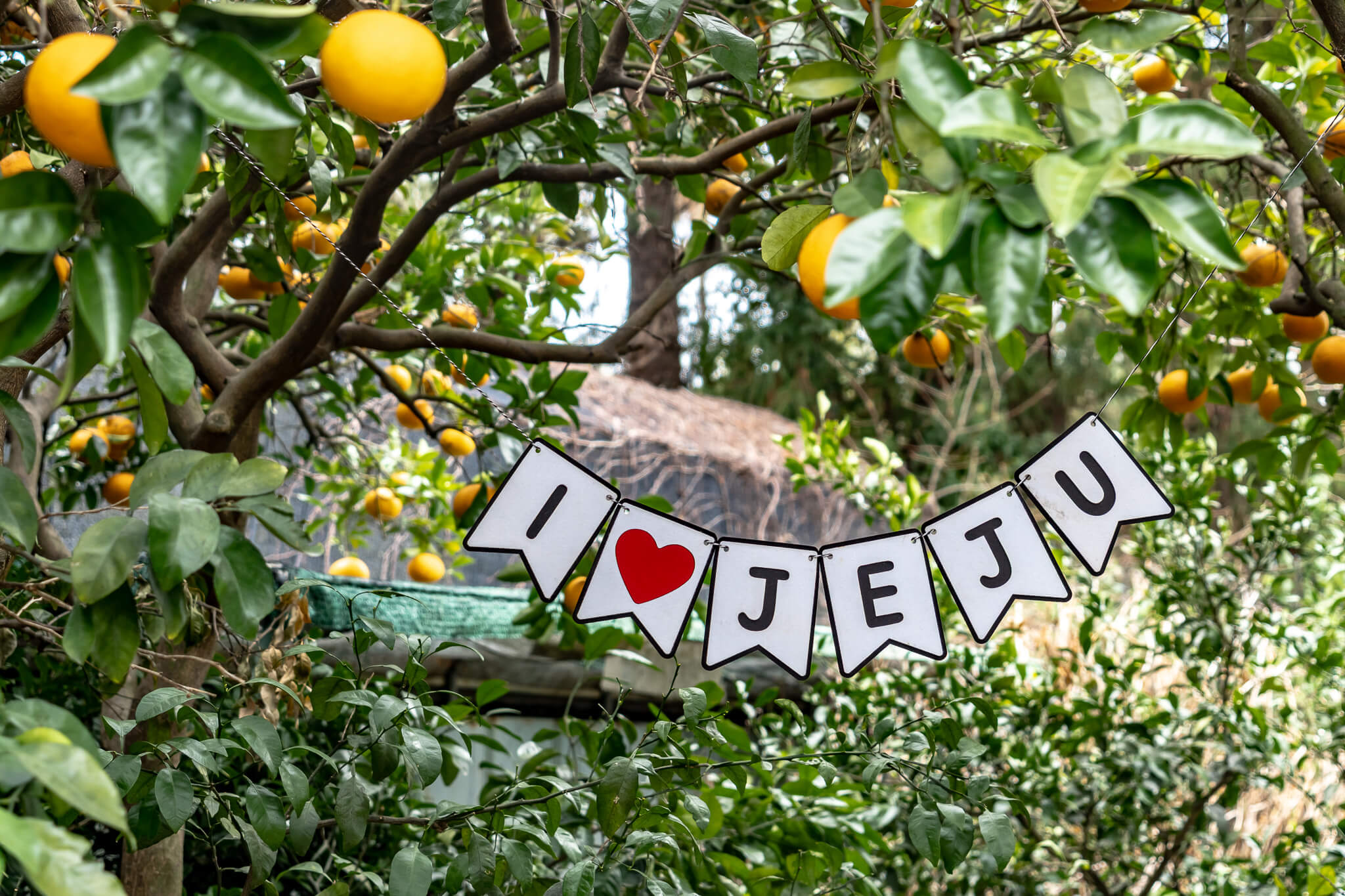 I love Jeju Schild I love Jeju Schild