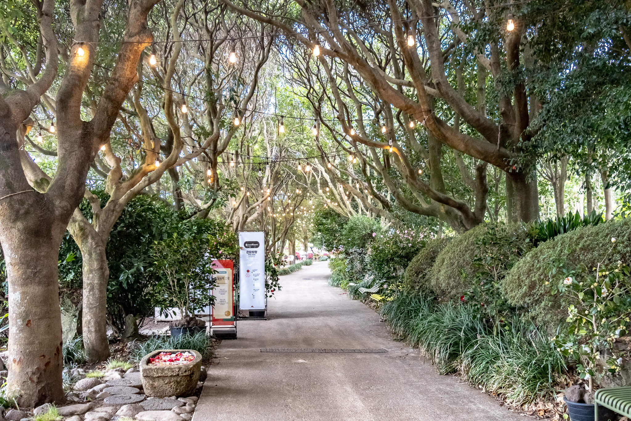Jeju Island: 7 Highlights zwischen Vulkaninsel & Kirschblüte 11 In Camellia Hill