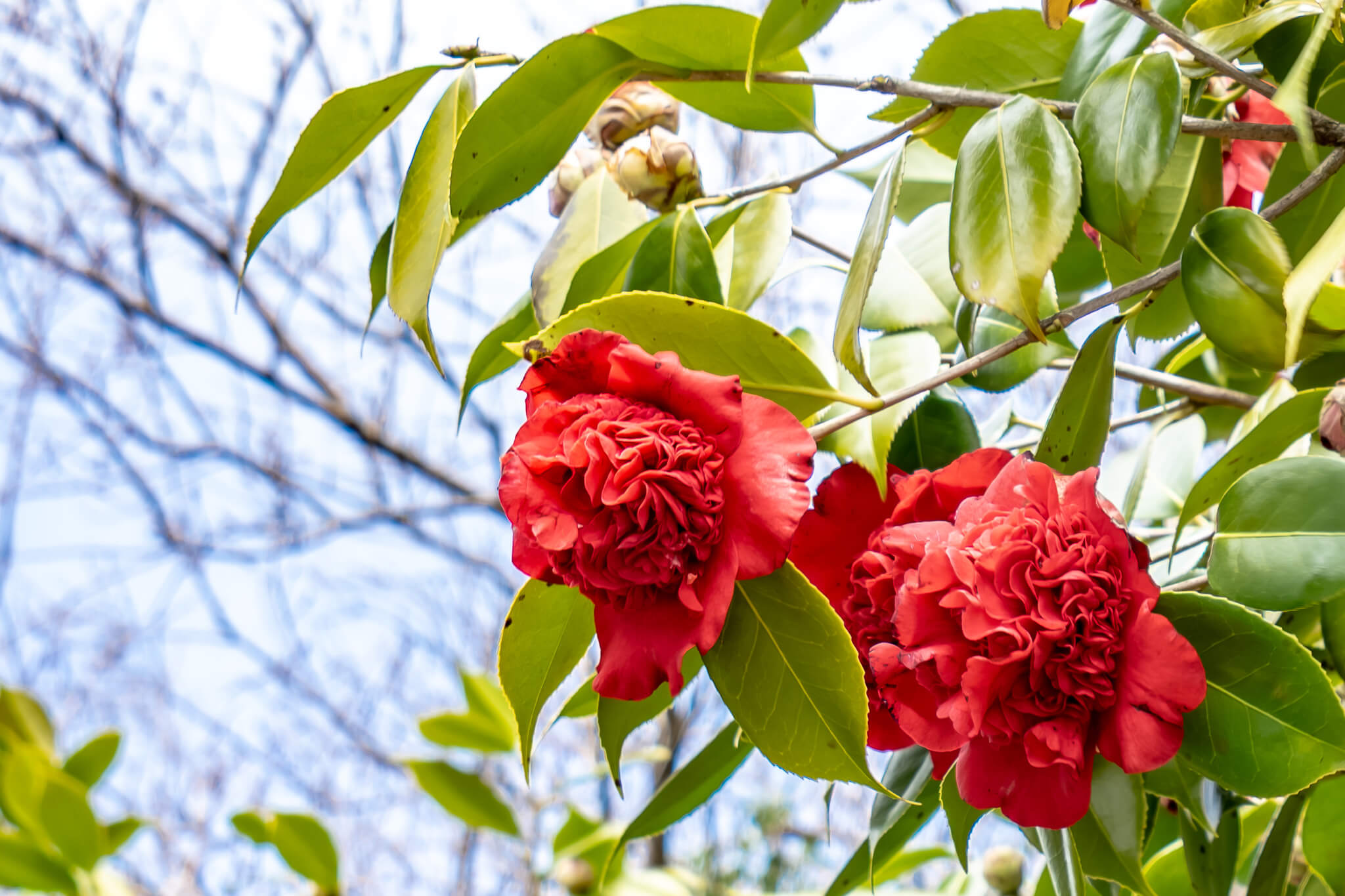 Jeju Island: 7 Highlights zwischen Vulkaninsel & Kirschblüte 27 Kamelien auf Jeju