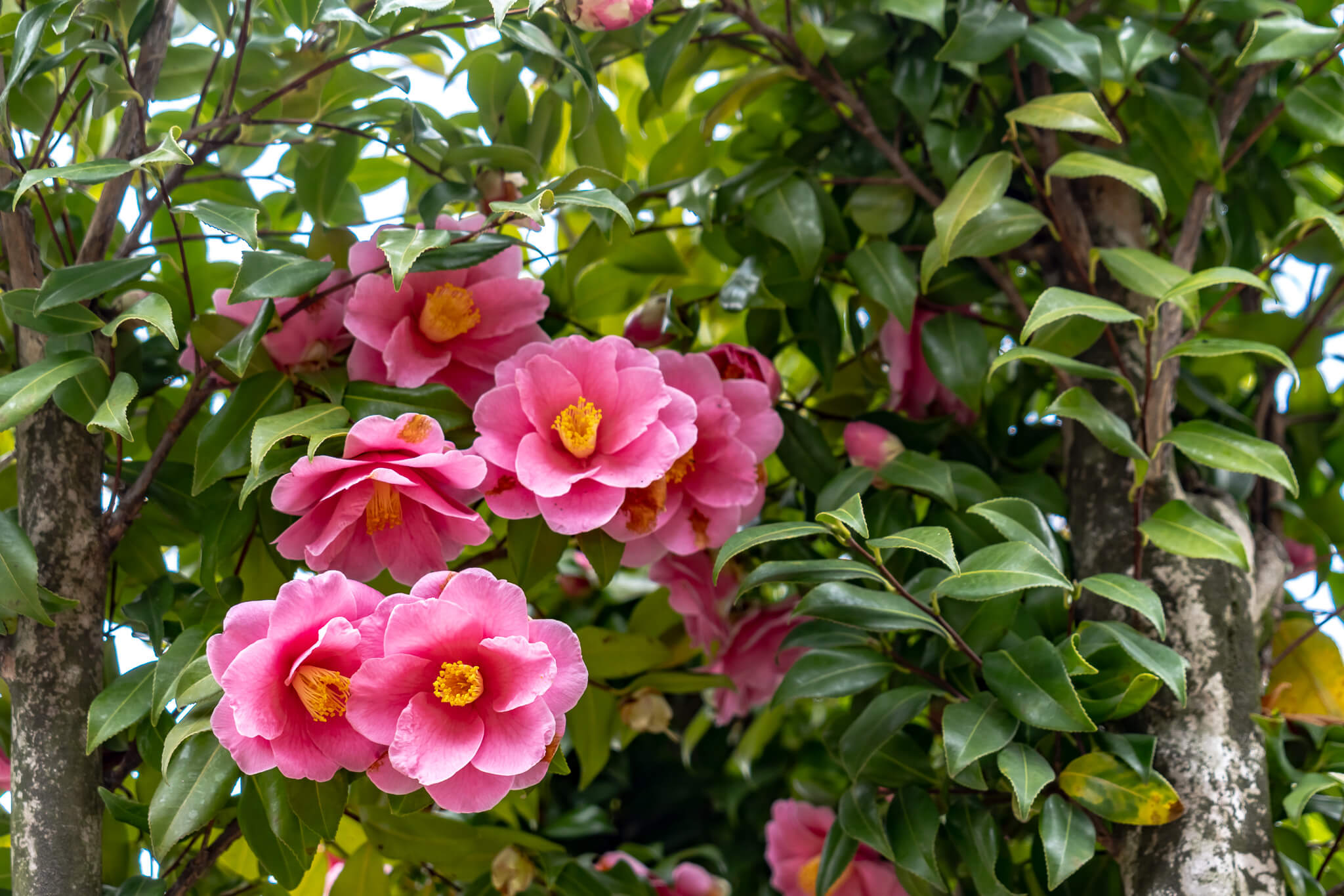 Jeju Island: 7 Highlights zwischen Vulkaninsel & Kirschblüte 14 Kamelien in Camellia Hill