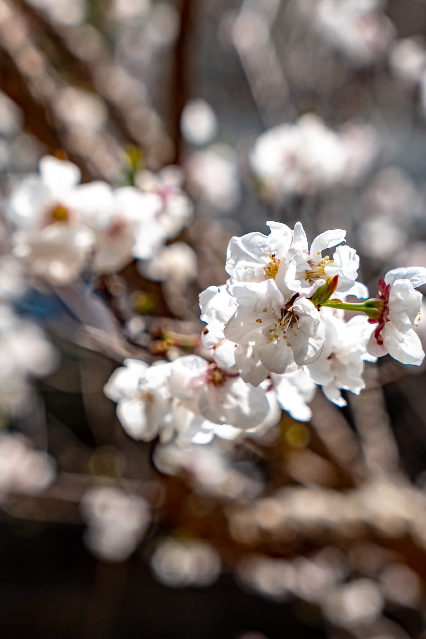 Kirschblüte in Jeju City 1 Kirschblüte in Jeju City 1