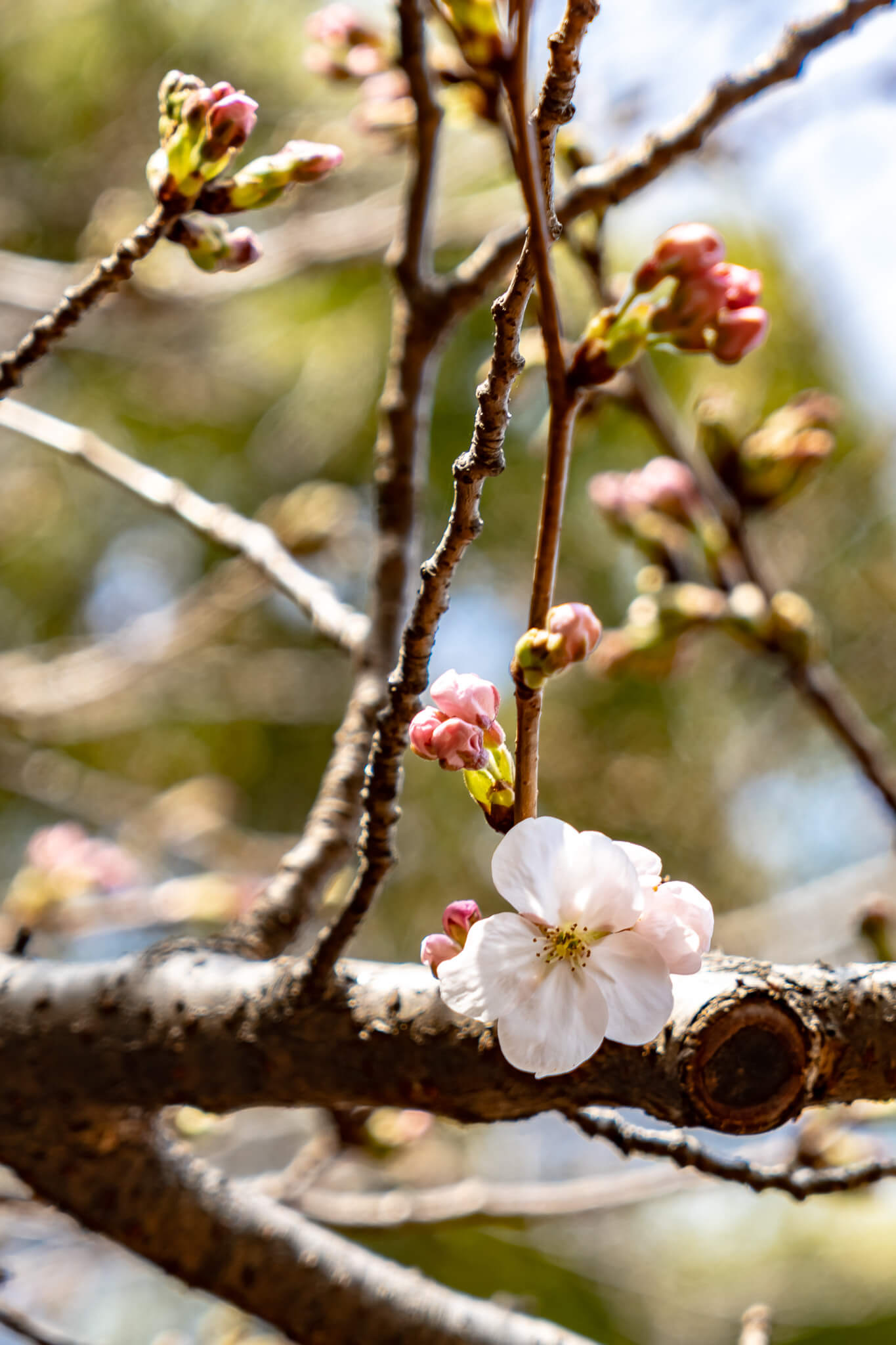Kirschblüte in Jeju City 2 Kirschblüte in Jeju City 2