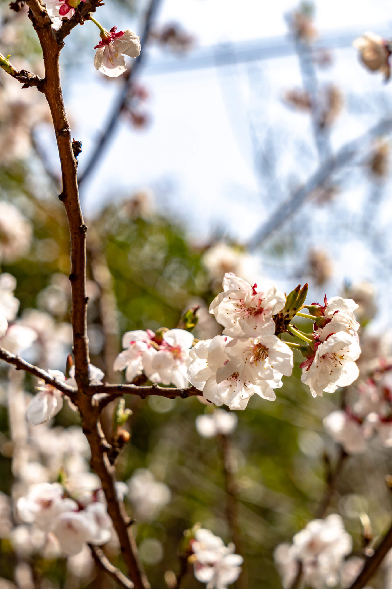 Kirschblüte in Jeju City 3 Kirschblüte in Jeju City 3