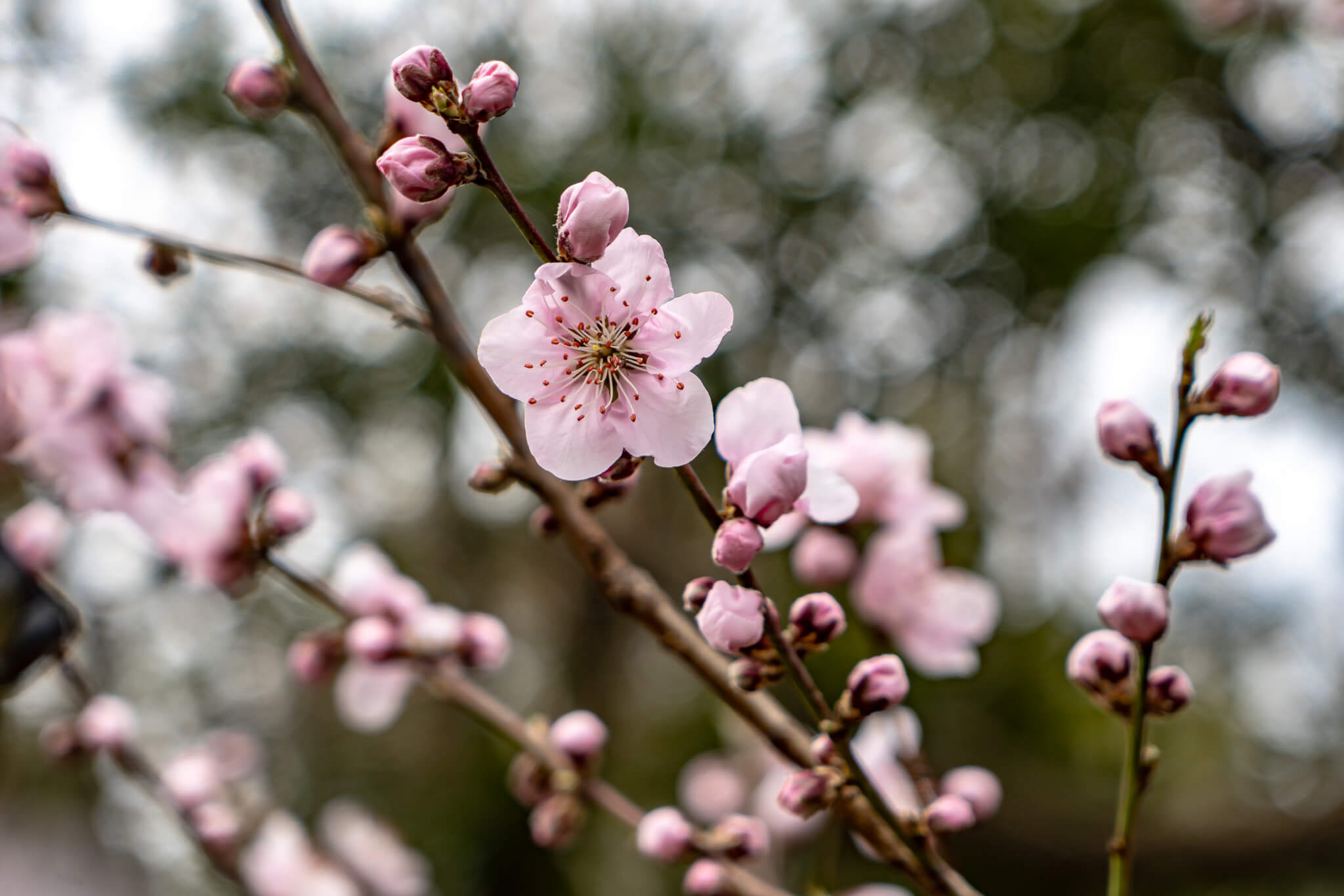 Jeju Island: 7 Highlights zwischen Vulkaninsel & Kirschblüte 1 Kirschblüten im botanischen Garten Camellia Hills
