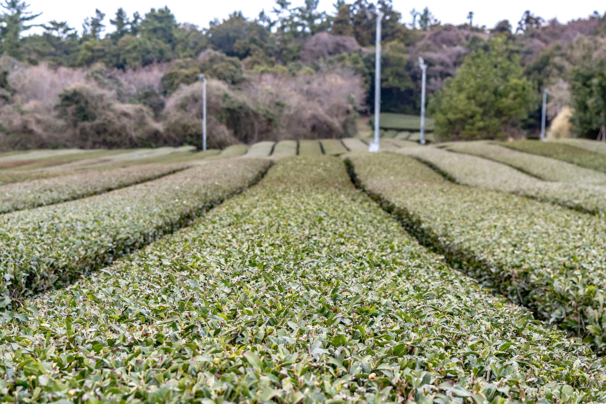 Jeju Island: 7 Highlights zwischen Vulkaninsel & Kirschblüte 18 O’Sulloc Green Tea Fields