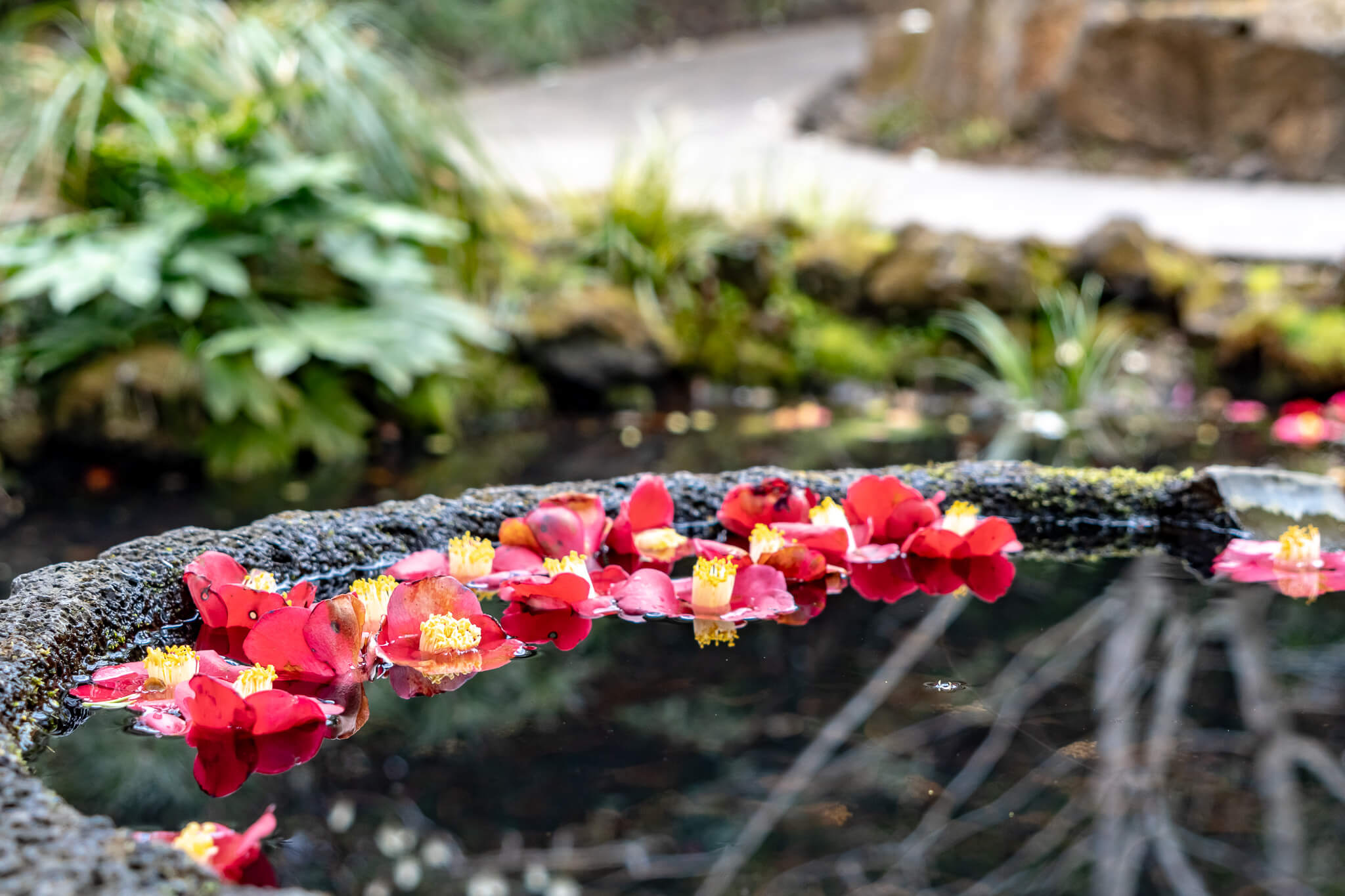 Jeju Island: 7 Highlights zwischen Vulkaninsel & Kirschblüte 15 Schöne Details in Camellia Hill