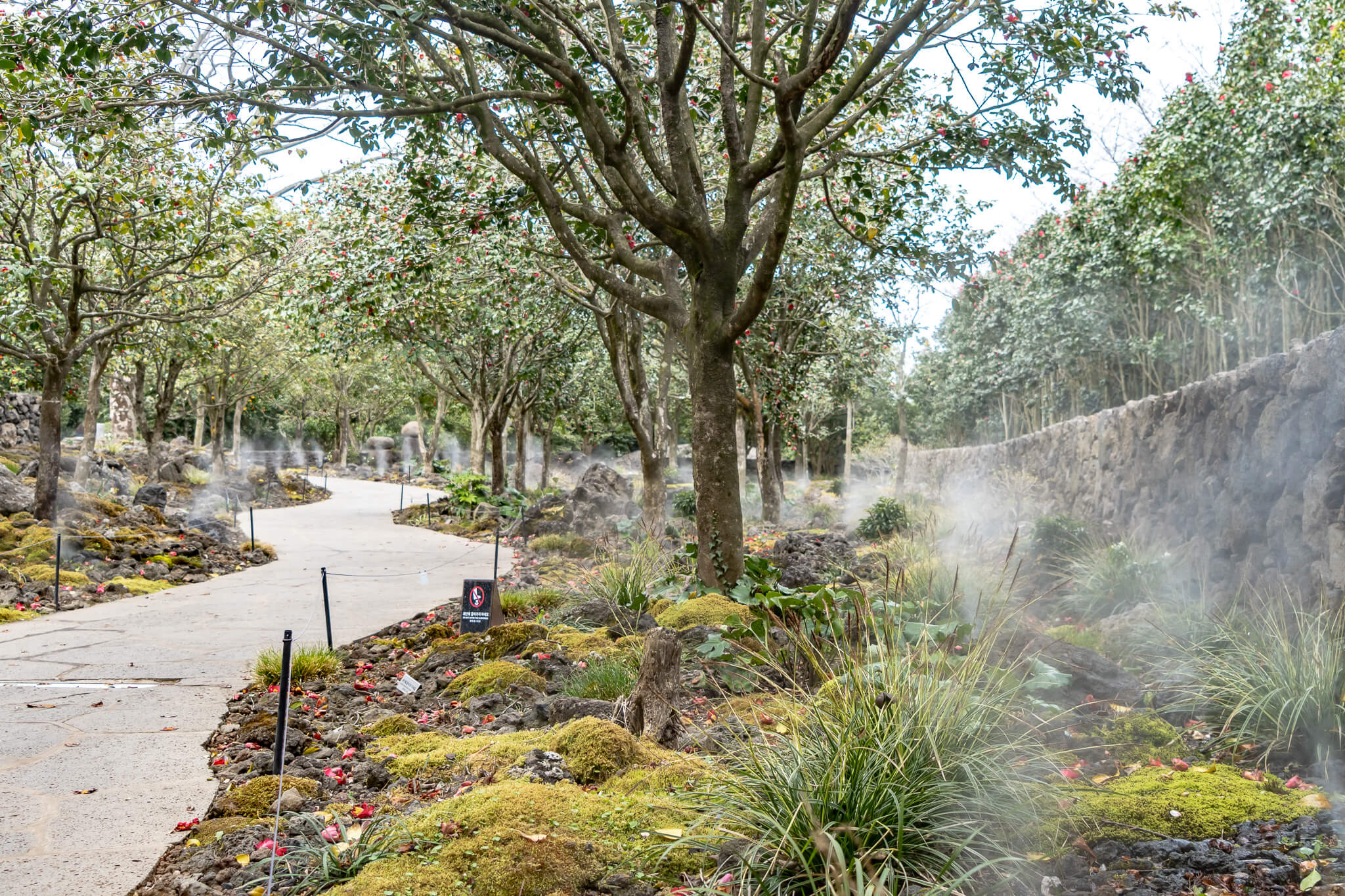 Jeju Island: 7 Highlights zwischen Vulkaninsel & Kirschblüte 10 Weg im botanischen Garten Camellia Hill