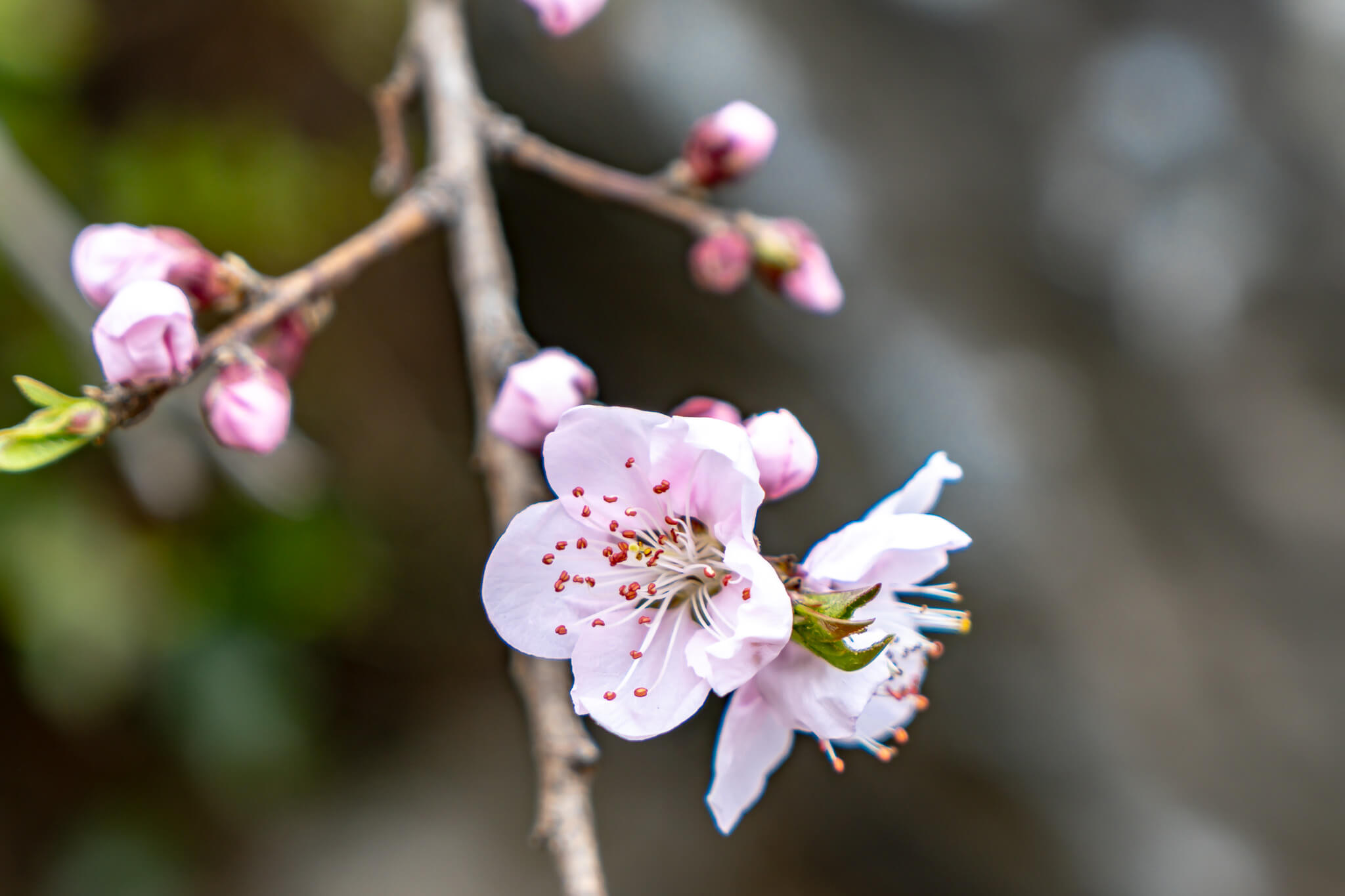 Jeju Island: 7 Highlights zwischen Vulkaninsel & Kirschblüte 13 Zarte Blüten und Knospen