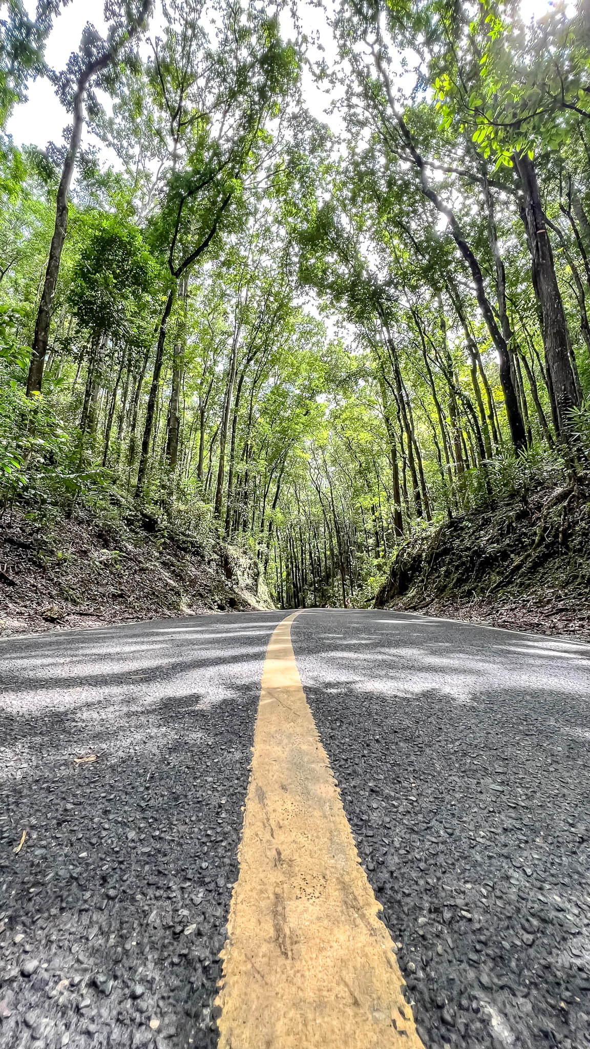 Der Man-Made Forest auf Bohol