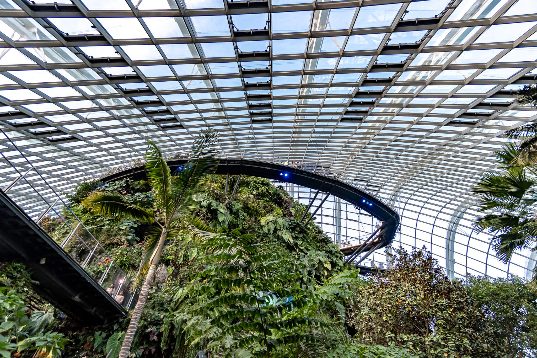 Der Weg im Cloud Forest