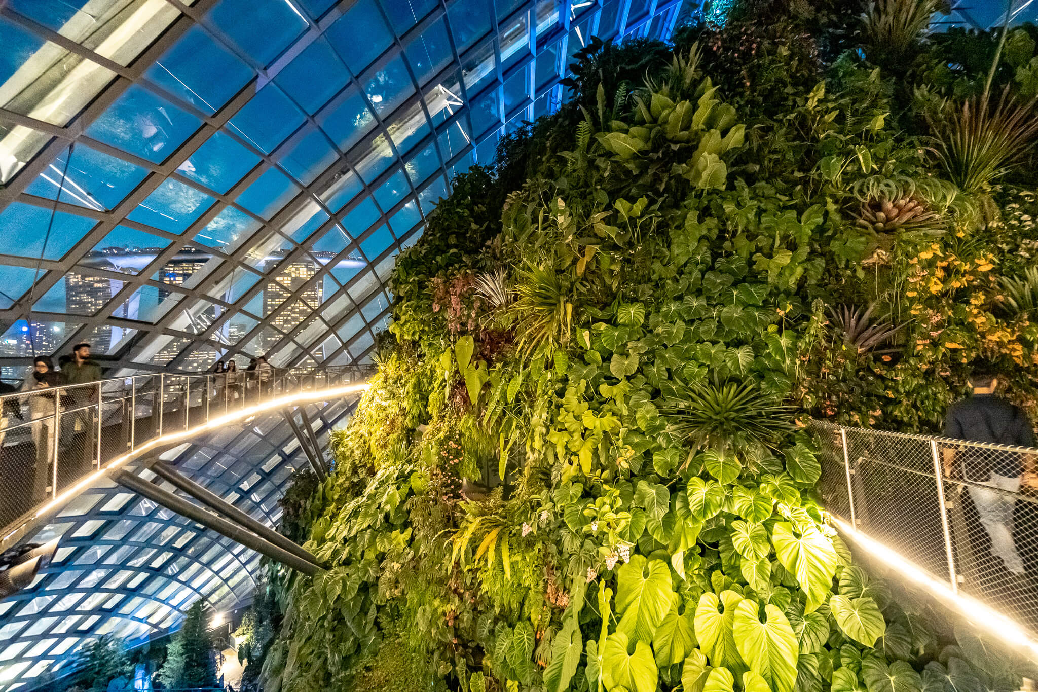 Der wundervolle Cloud Forest nach Sonnenuntergang