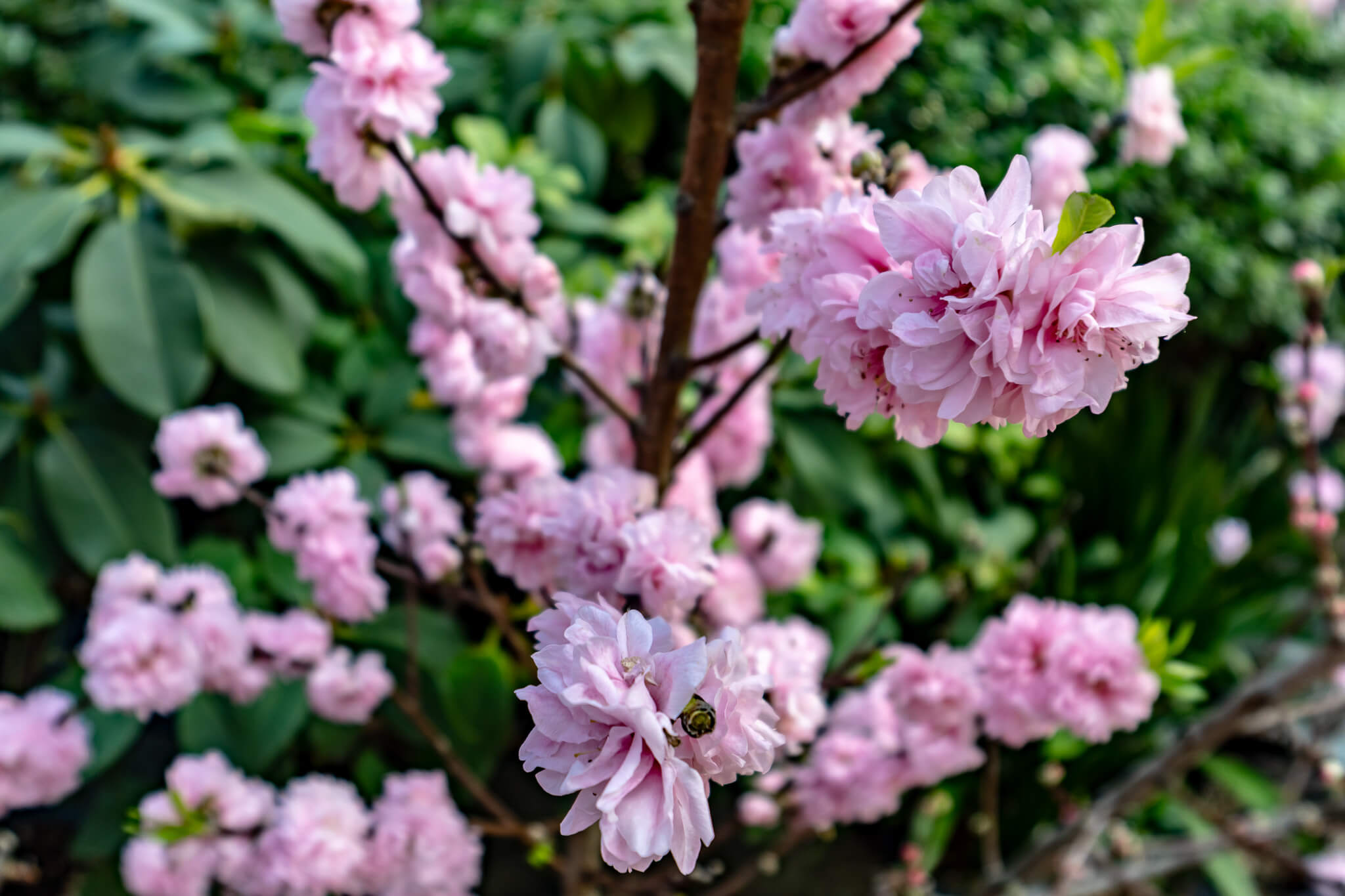 Kirschblüte im Flower Dome
