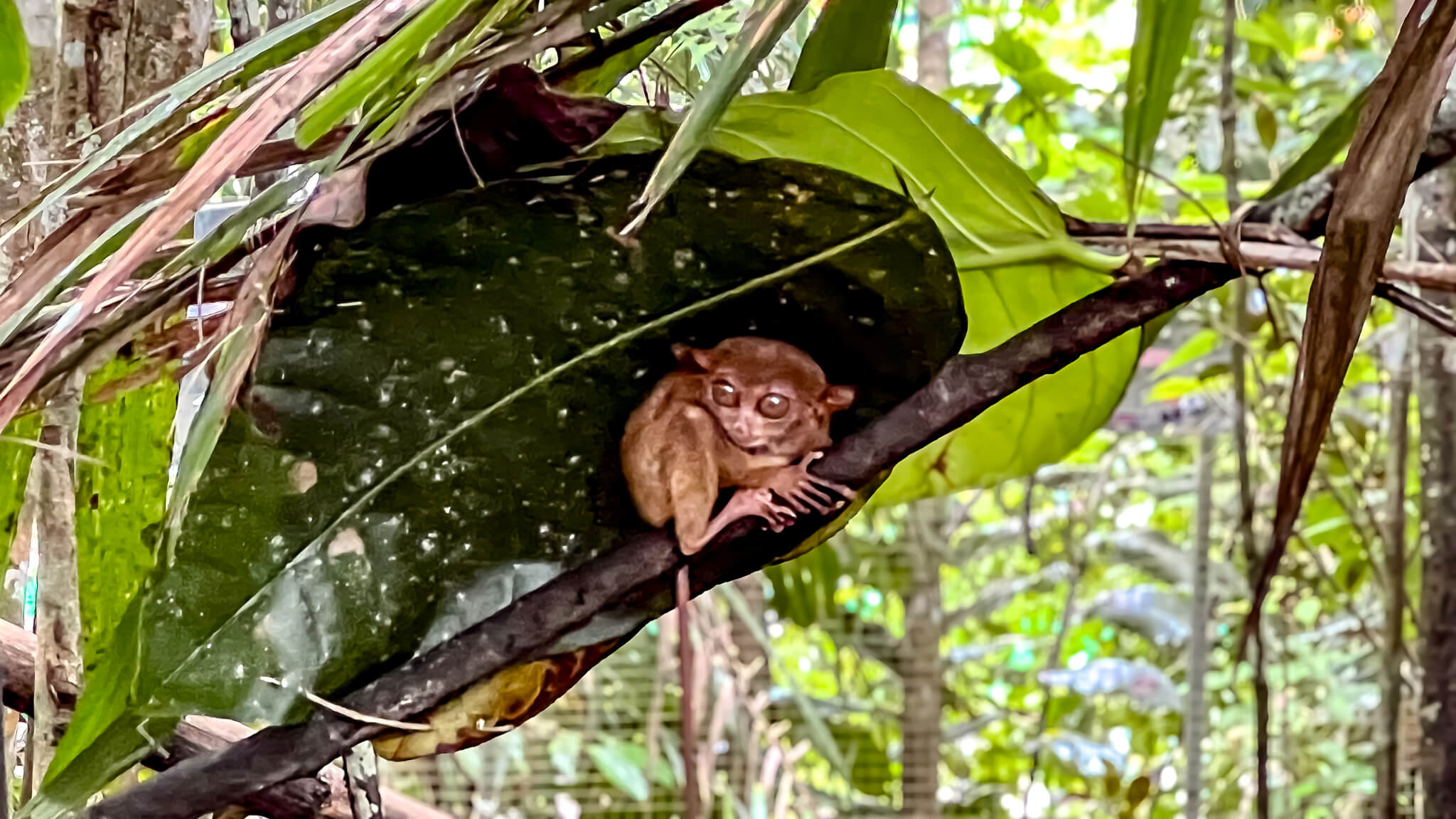 Tarsier bzw Koboldmaki